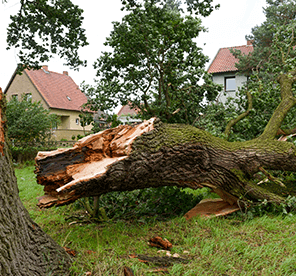 Fallen Tree and Broken Limbs