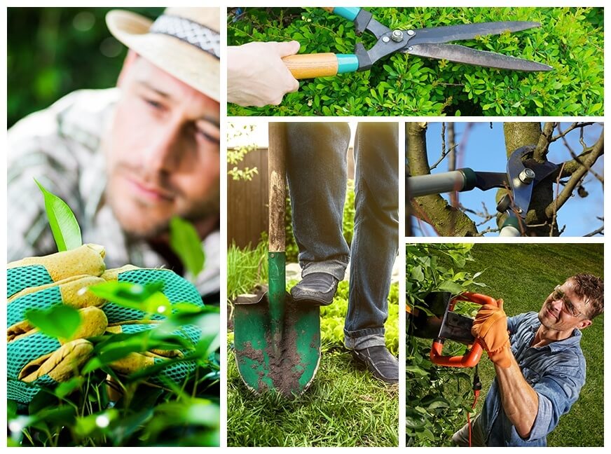 AAA Arborist Tree Experts Picture Collage